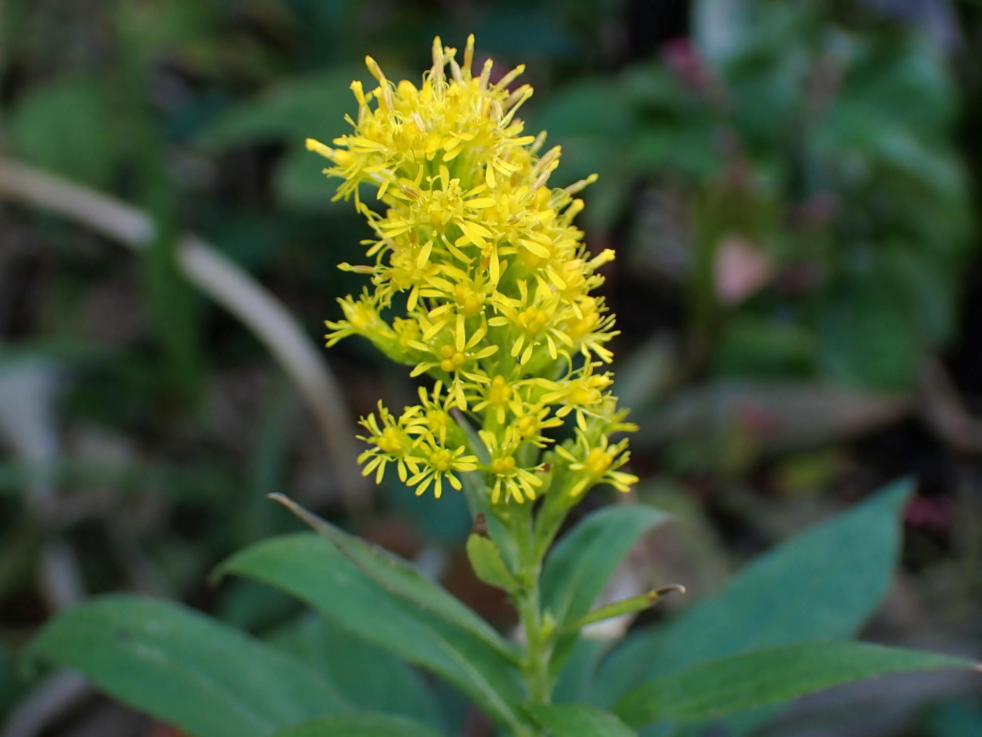 セイタカアワダチソウ の高画質写真です。横浜市で、2024年12月02日に撮影したものです。