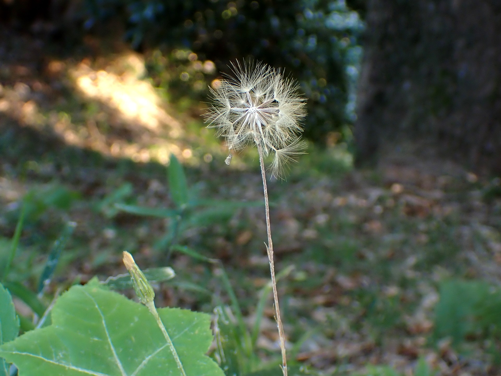 センボンヤリ の高画質写真です。横浜市で、2024年12月17日に撮影したものです。