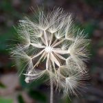 センボンヤリ の高画質写真です。横浜市で、2024年12月17日に撮影したものです。