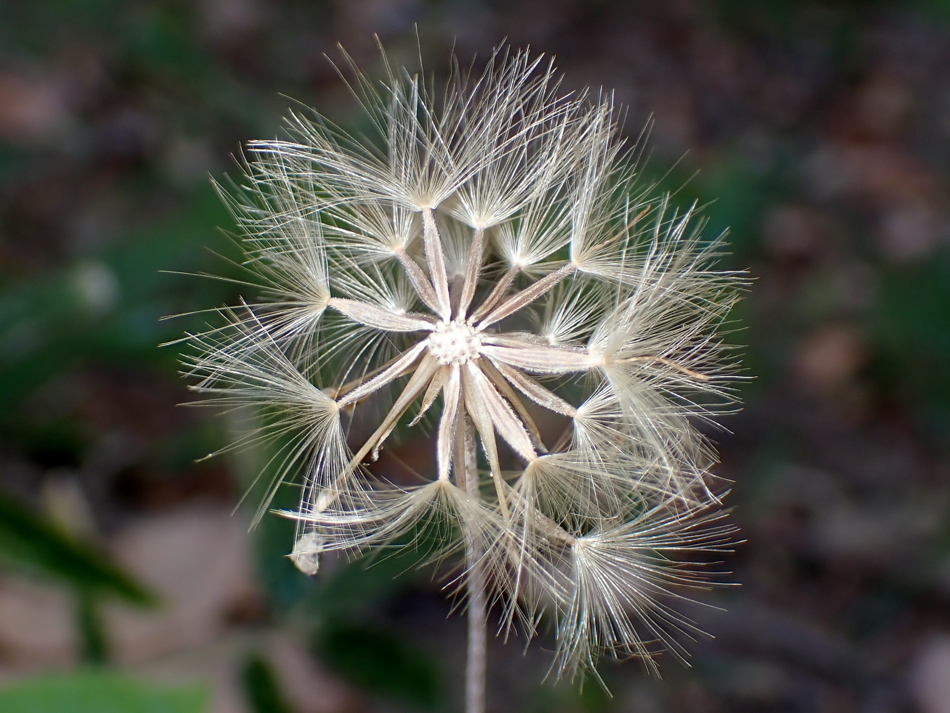 センボンヤリ の高画質写真です。横浜市で、2024年12月17日に撮影したものです。