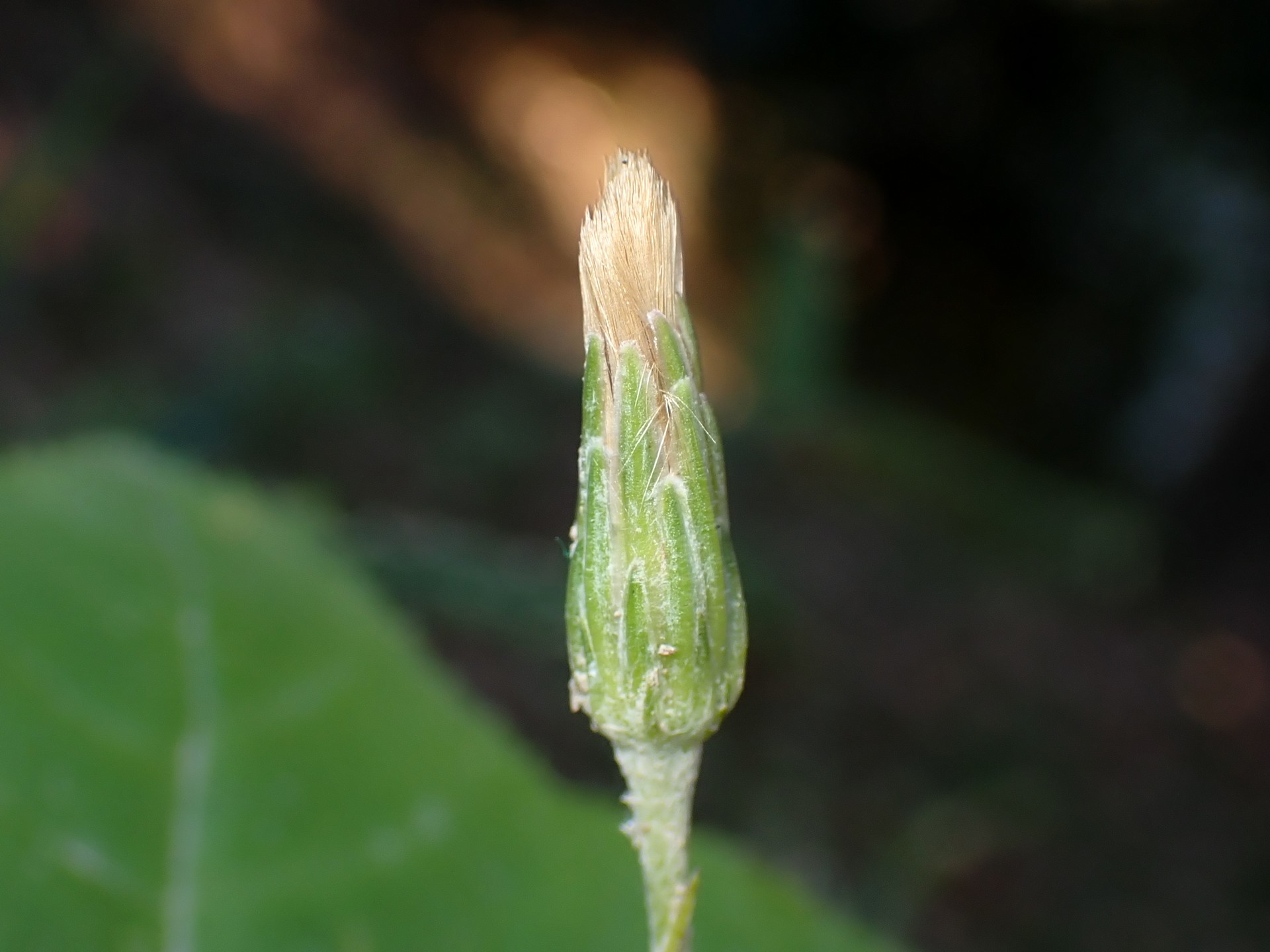 センボンヤリ の高画質写真です。横浜市で、2024年12月17日に撮影したものです。