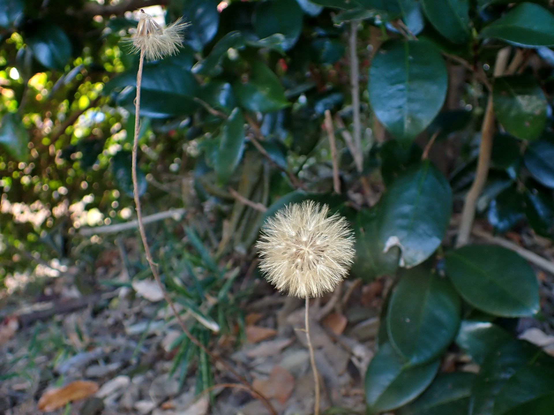 センボンヤリ の高画質写真です。横浜市で、2024年12月17日に撮影したものです。