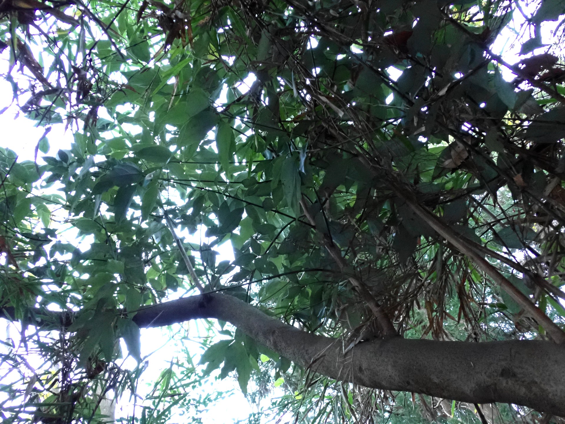 シロダモ の高画質写真です。横浜市で、2024年12月23日に撮影したものです。