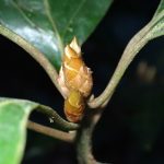 シロダモ の高画質写真です。横浜市で、2024年12月23日に撮影したものです。