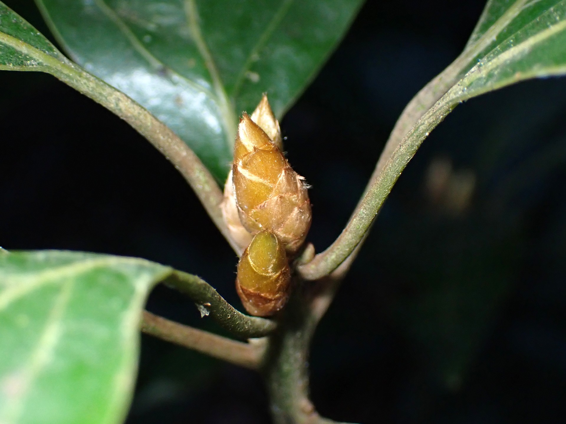 シロダモ の高画質写真です。横浜市で、2024年12月23日に撮影したものです。
