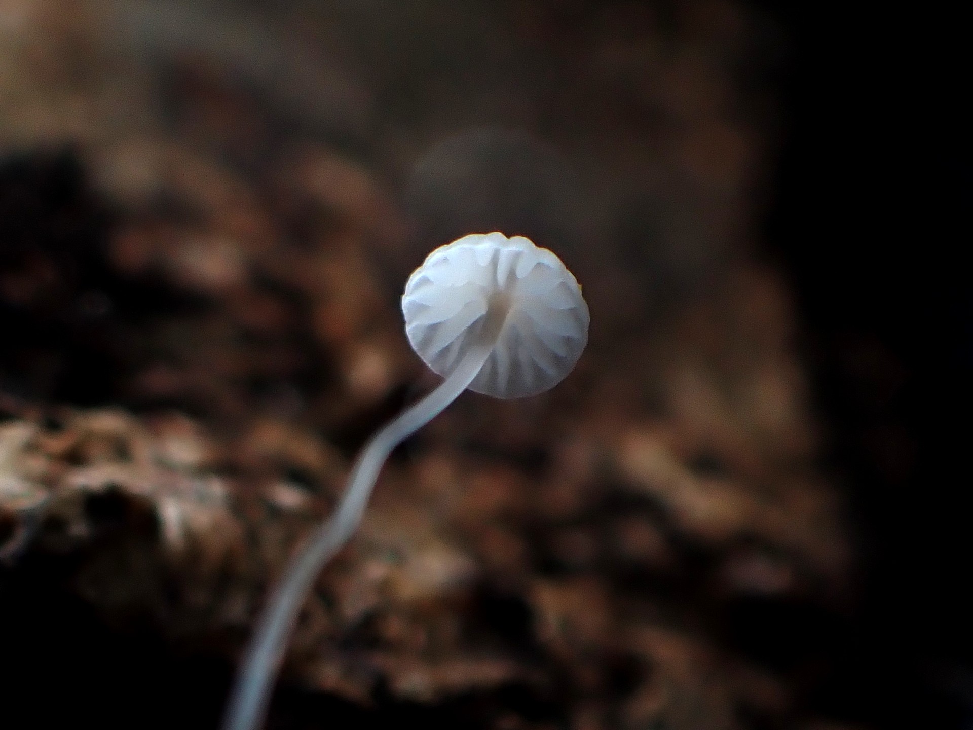 シロコナカブリ？ の高画質写真です。横浜市で、2024年12月21日に撮影したものです。