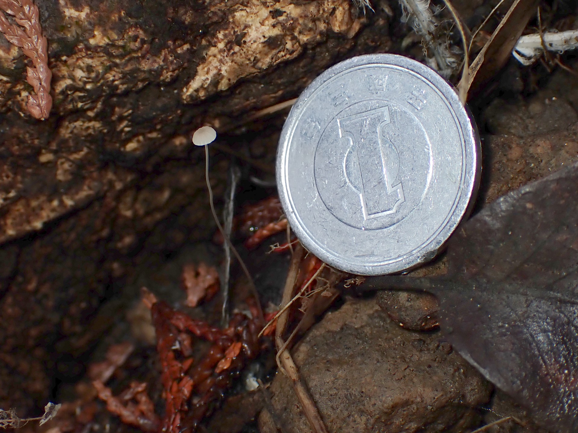 シロコナカブリ？ の高画質写真です。横浜市で、2024年12月21日に撮影したものです。