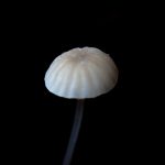 シロコナカブリ？ の高画質写真です。横浜市で、2024年12月21日に撮影したものです。