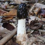 スッポンタケ の高画質写真です。横浜市で、2024年12月07日に撮影したものです。