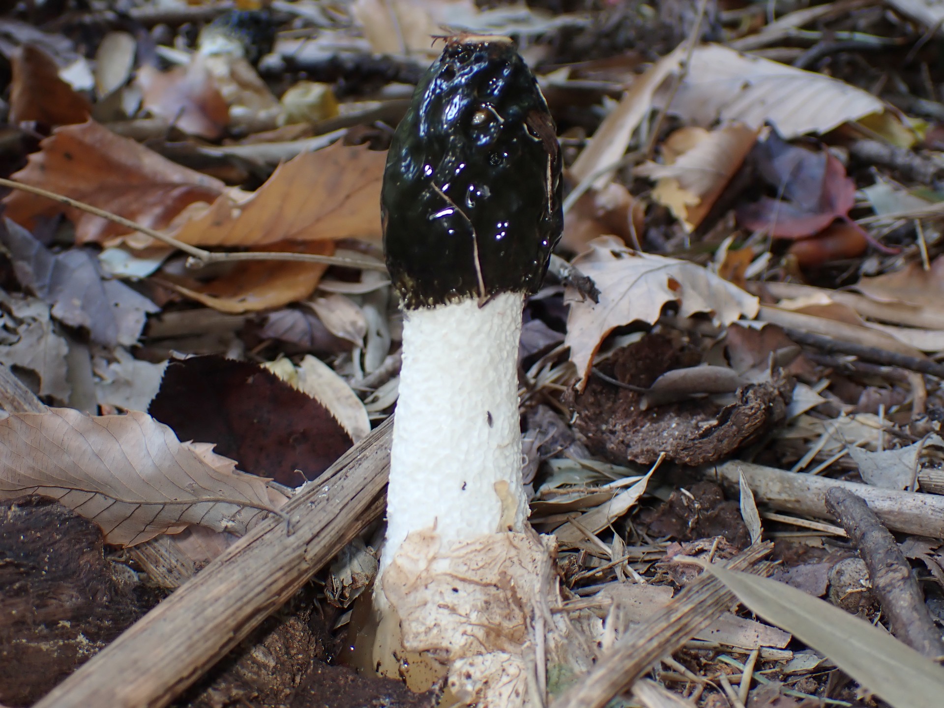 スッポンタケ の高画質写真です。横浜市で、2024年12月07日に撮影したものです。