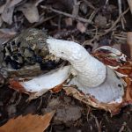 スッポンタケ の高画質写真です。横浜市で、2024年12月09日に撮影したものです。