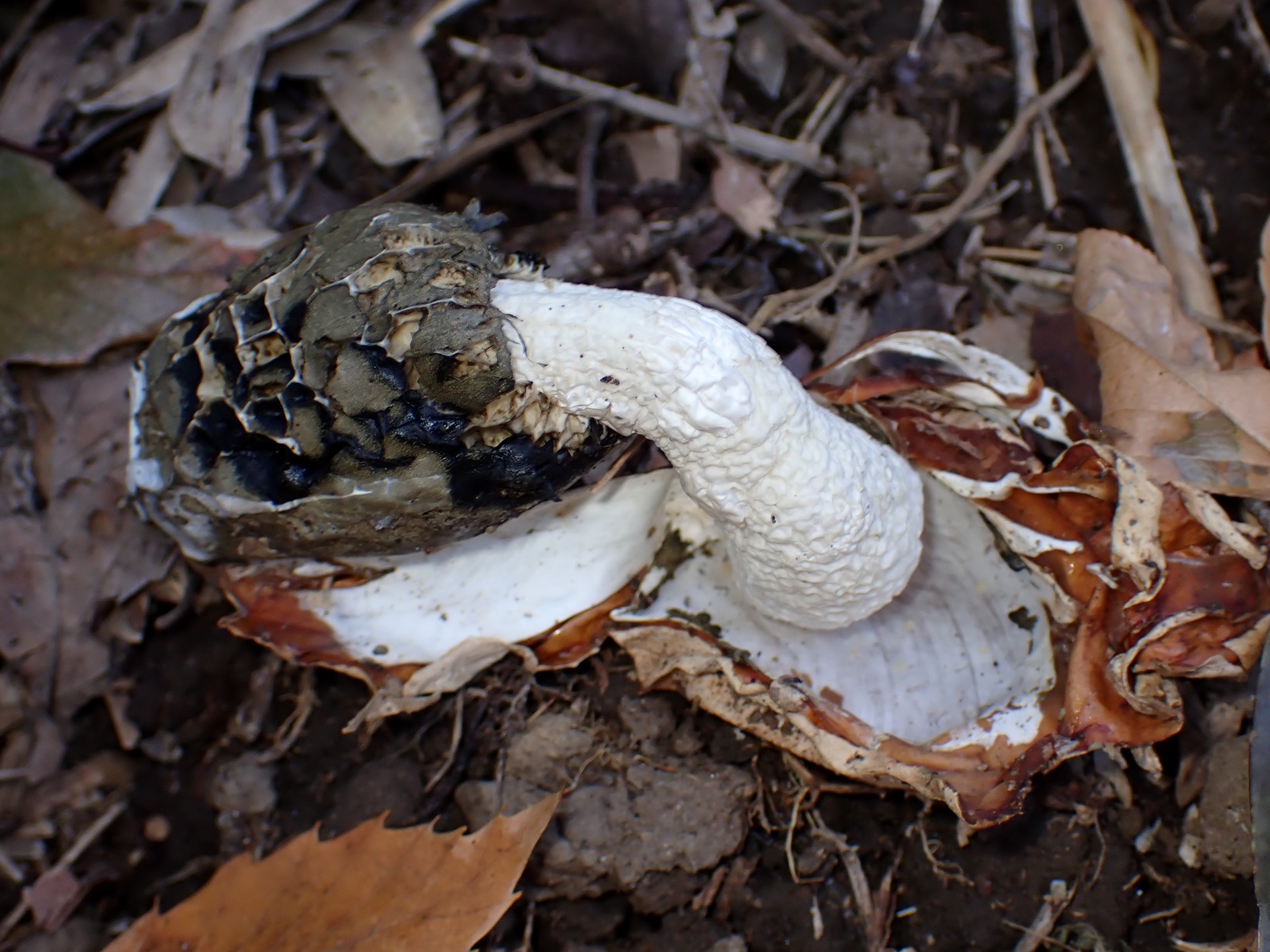 スッポンタケ の高画質写真です。横浜市で、2024年12月09日に撮影したものです。