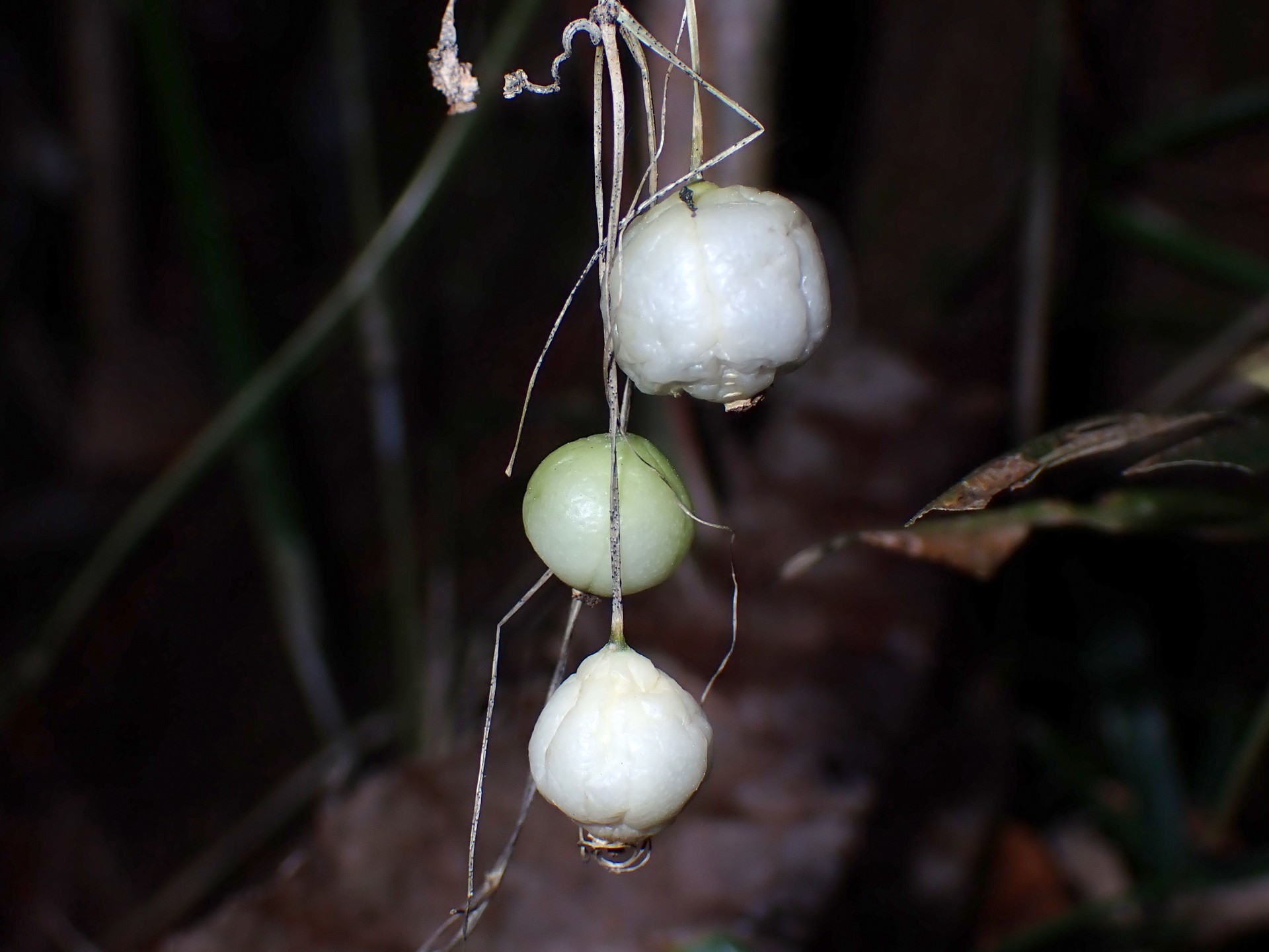スズメウリ の高画質写真です。横浜市で、2024年12月15日に撮影したものです。
