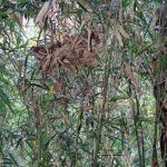 鳥の巣の跡？ の高画質写真です。横浜市で、2024年12月21日に撮影したものです。