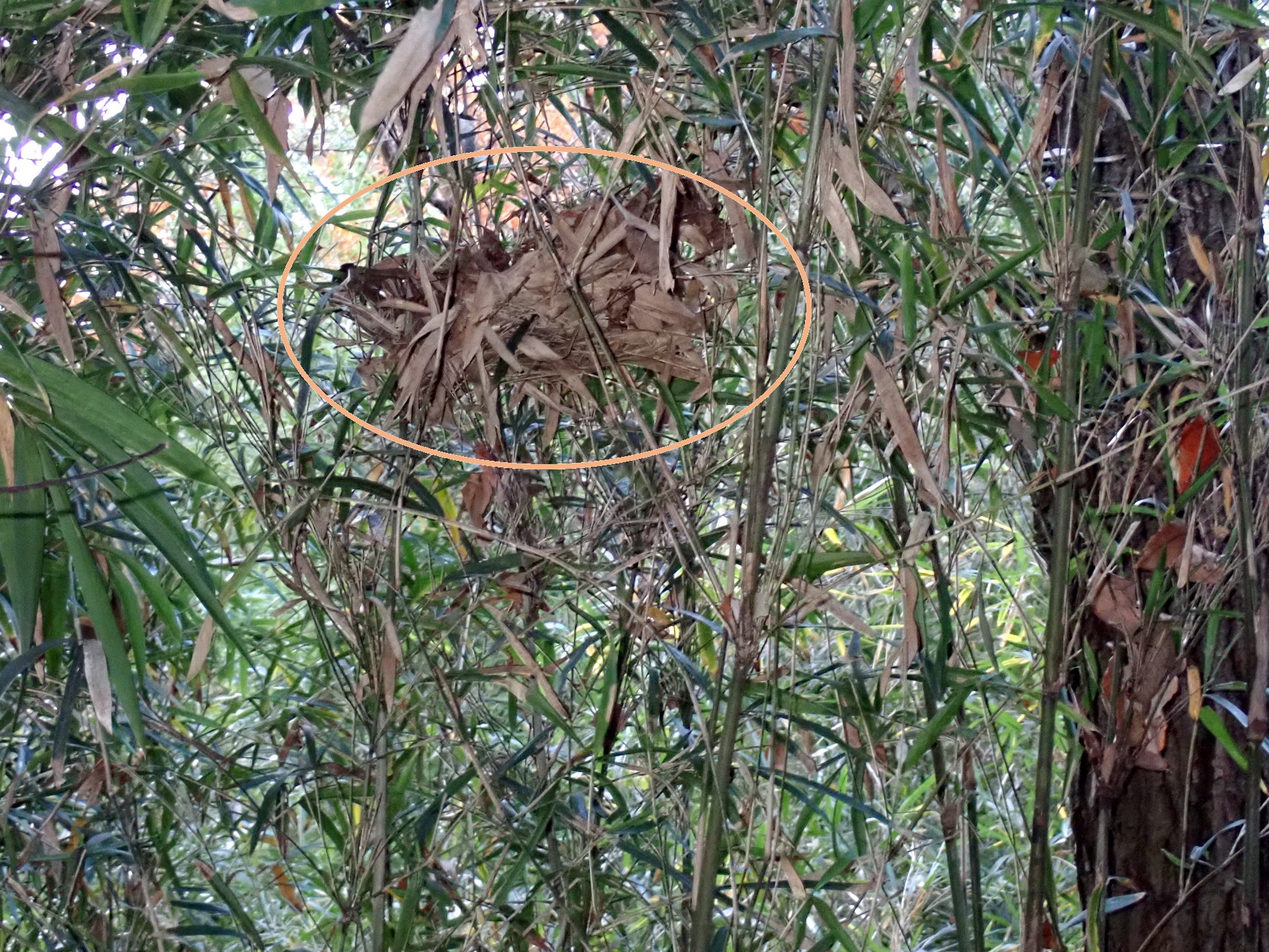 鳥の巣の跡？ の高画質写真です。横浜市で、2024年12月21日に撮影したものです。