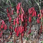 ツチアケビ の高画質写真です。横浜市で、2024年12月02日に撮影したものです。