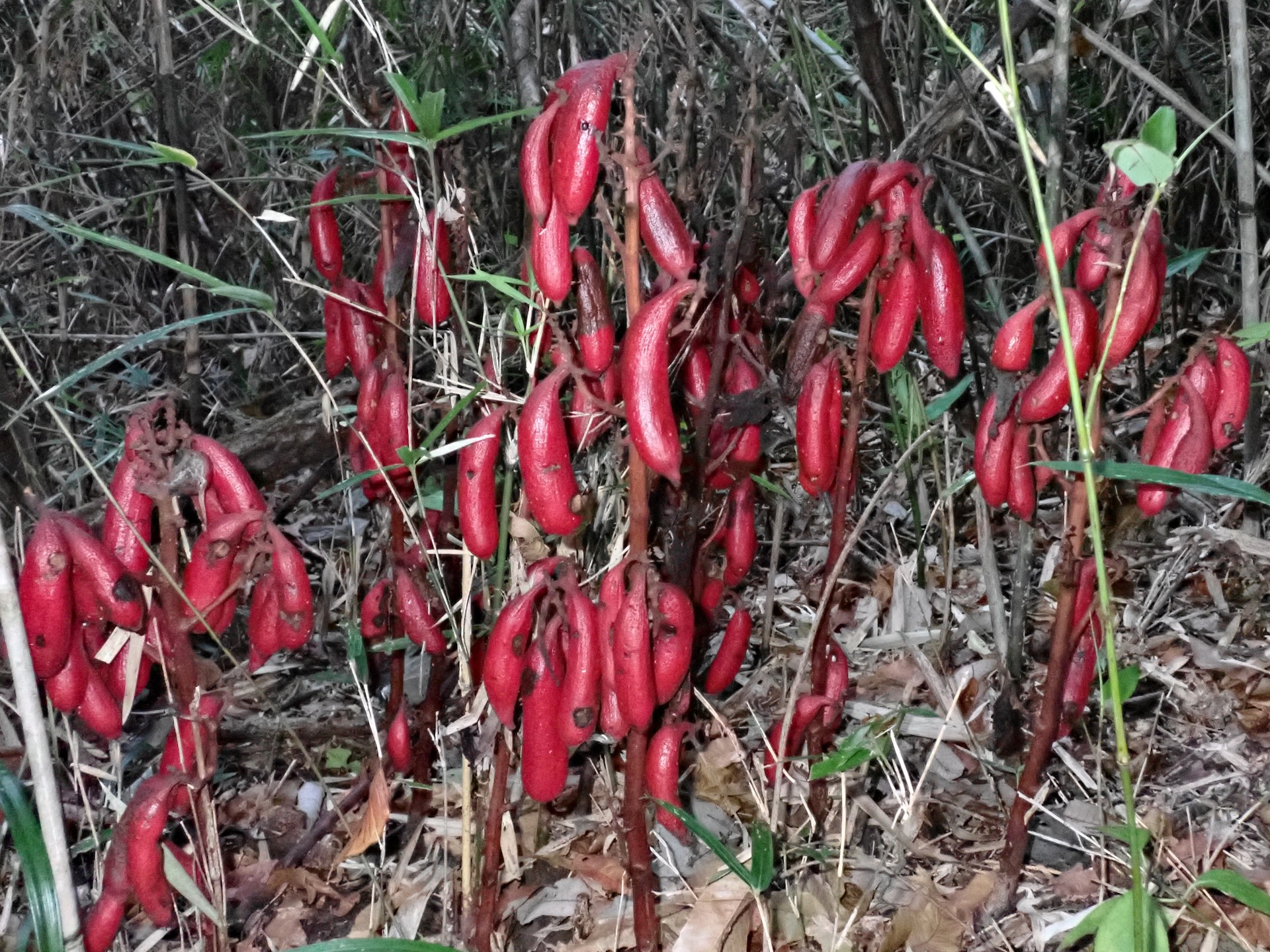 ツチアケビ の高画質写真です。横浜市で、2024年12月02日に撮影したものです。