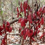 ツチアケビ の高画質写真です。横浜市で、2024年12月27日に撮影したものです。