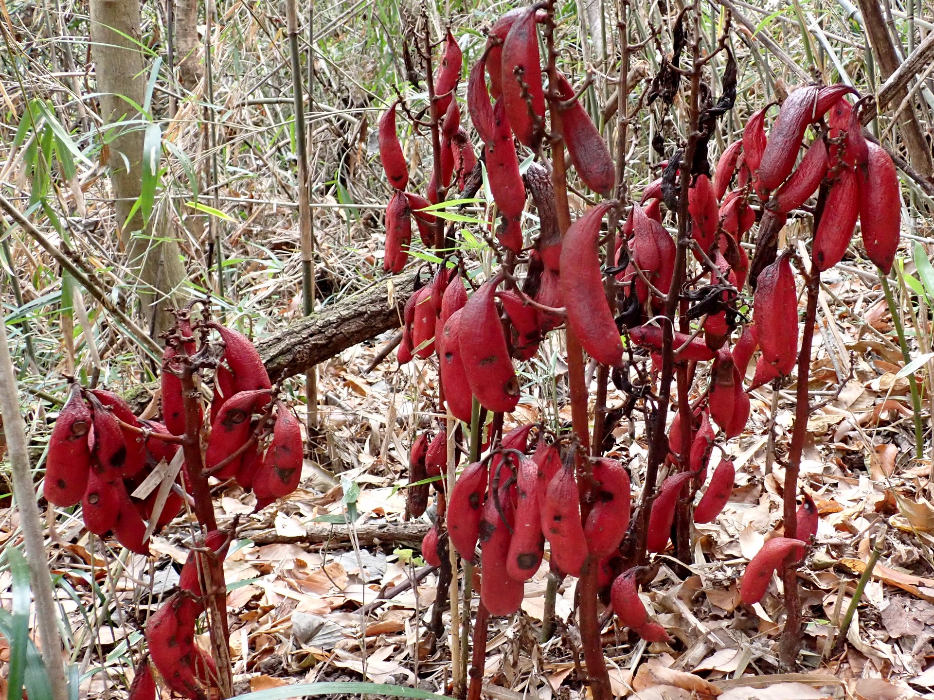 ツチアケビ の高画質写真です。横浜市で、2024年12月27日に撮影したものです。
