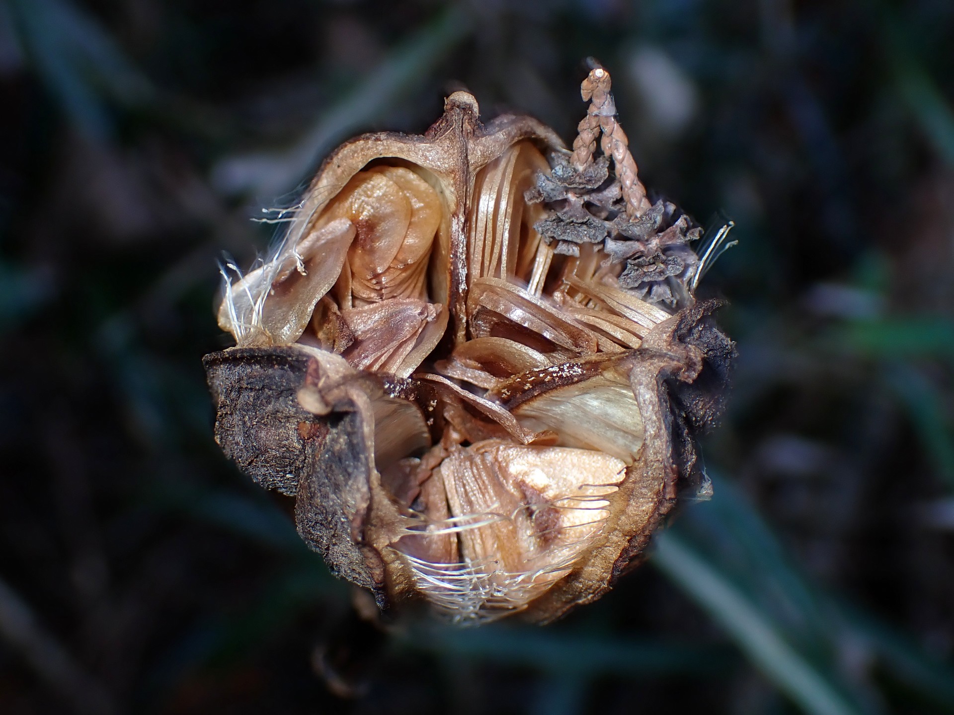 ウバユリ の高画質写真です。横浜市で、2024年12月15日に撮影したものです。