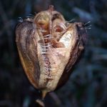 ウバユリ の高画質写真です。横浜市で、2024年12月15日に撮影したものです。