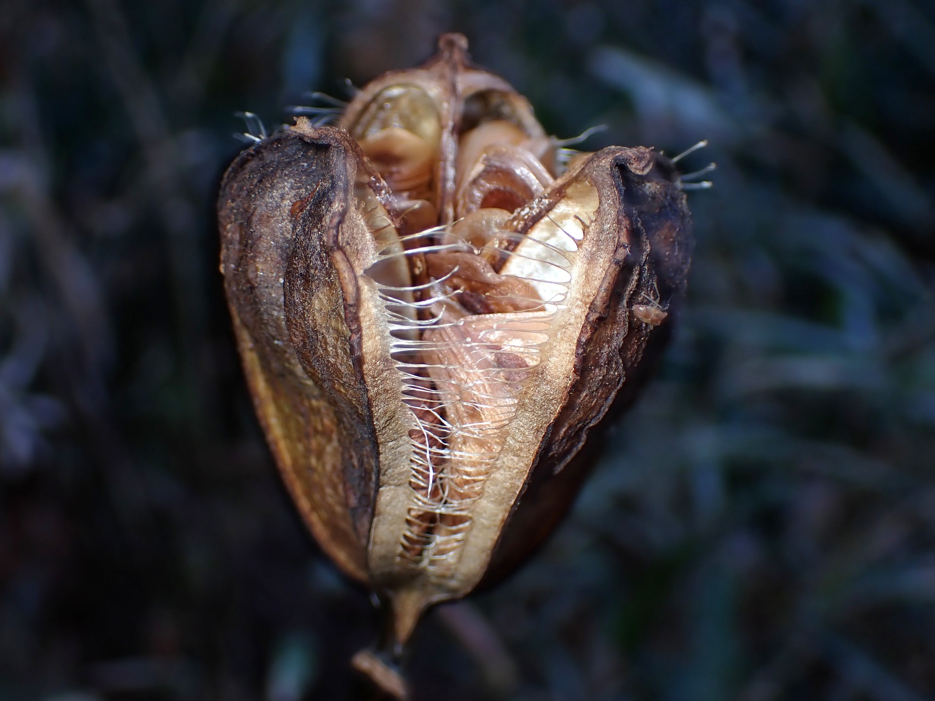 ウバユリ の高画質写真です。横浜市で、2024年12月15日に撮影したものです。