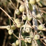 ウツギ の高画質写真です。横浜市で、2024年12月05日に撮影したものです。