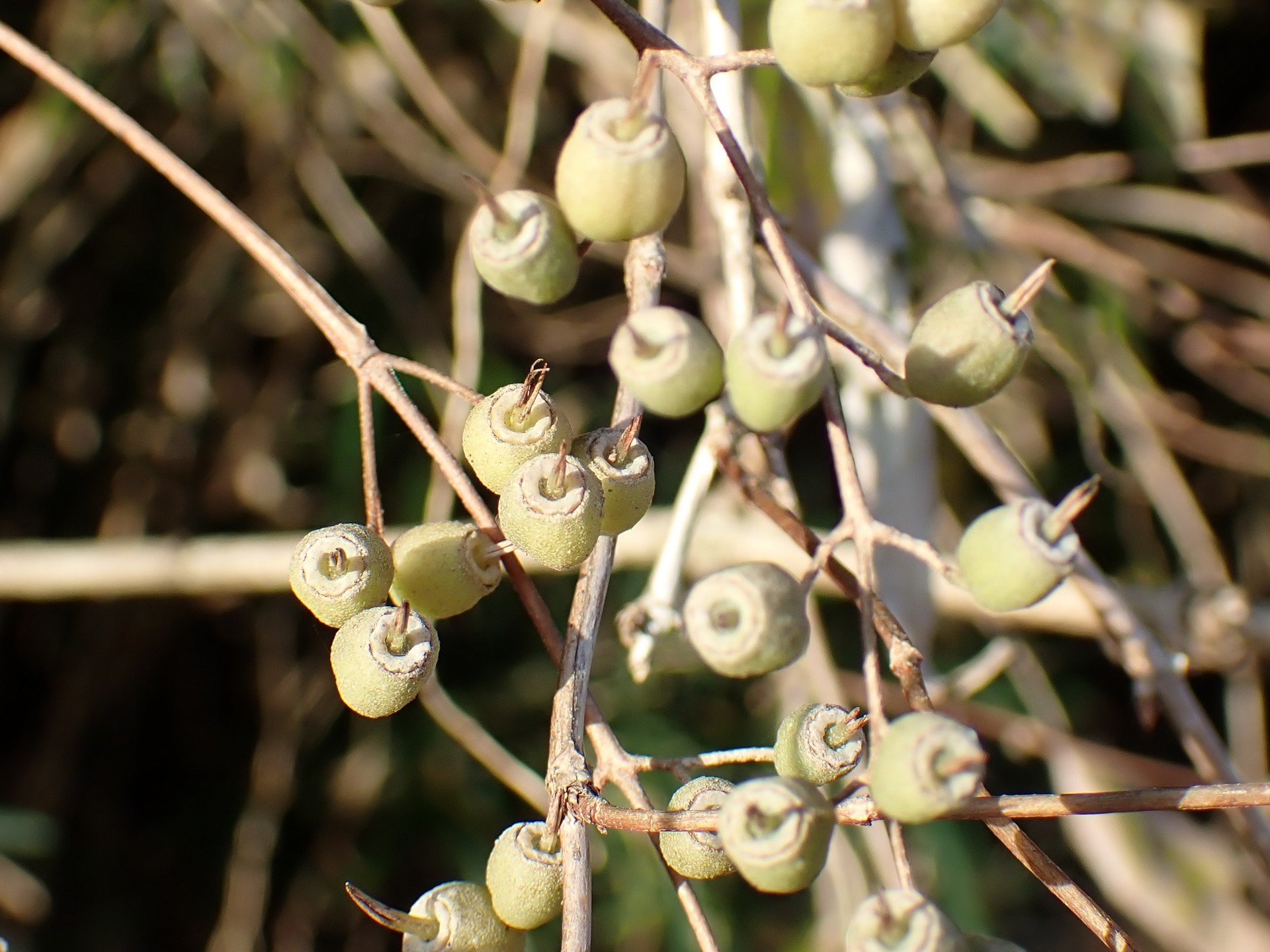 ウツギ の高画質写真です。横浜市で、2024年12月05日に撮影したものです。