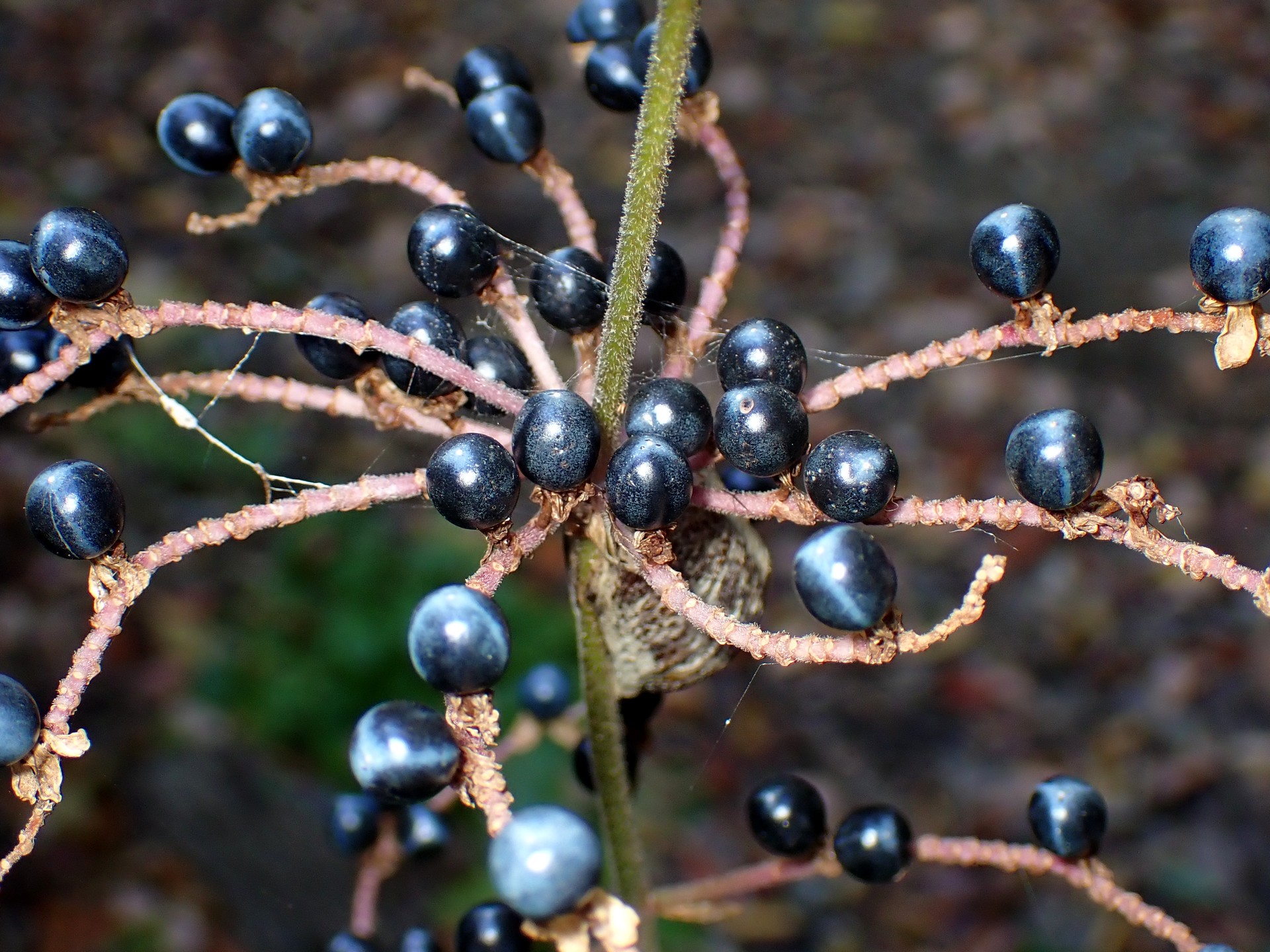 ヤブミョウガ の高画質写真です。横浜市で、2024年12月07日に撮影したものです。