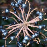 ヤブミョウガ の高画質写真です。横浜市で、2024年12月07日に撮影したものです。