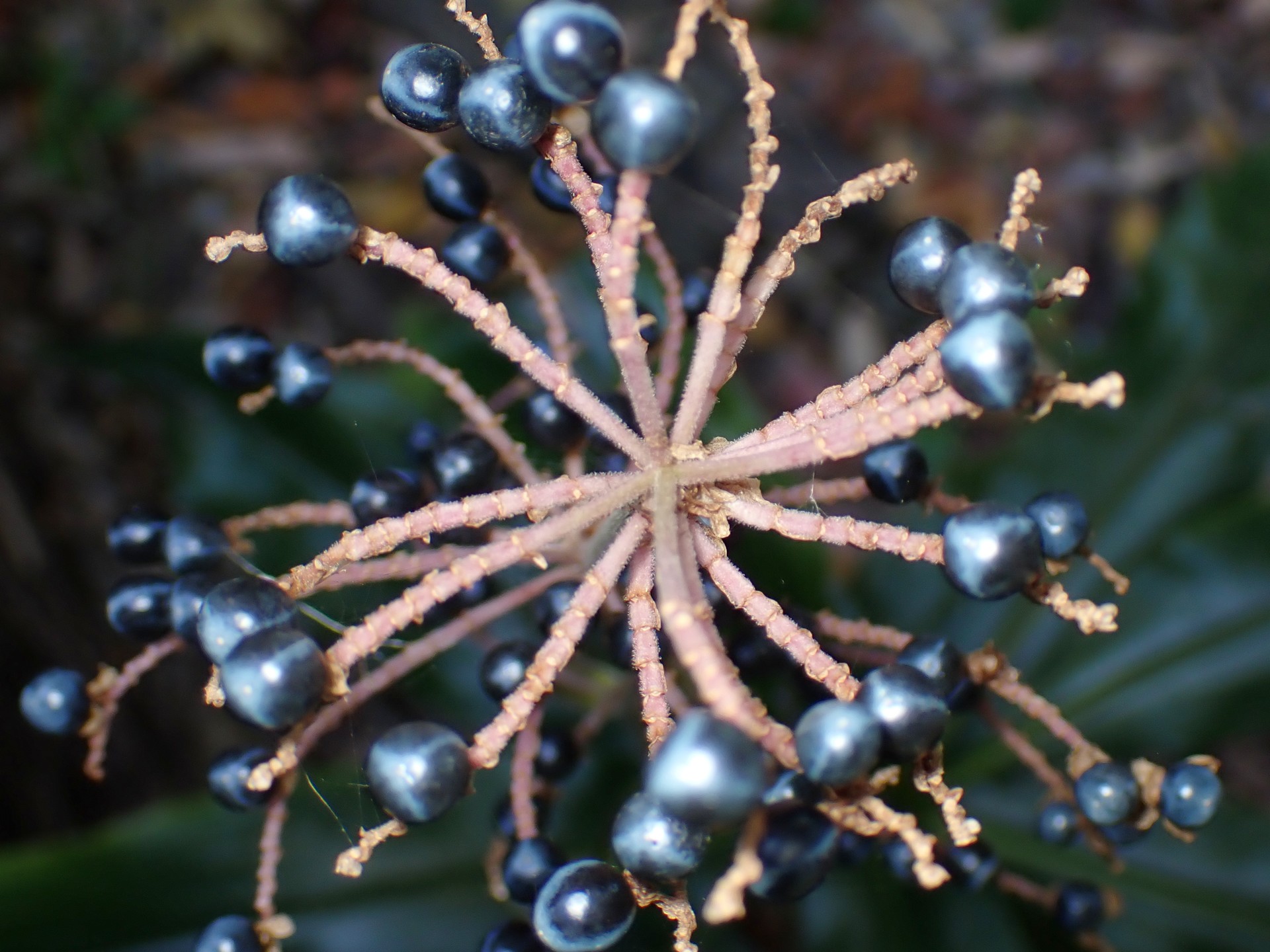 ヤブミョウガ の高画質写真です。横浜市で、2024年12月07日に撮影したものです。