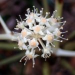 ヤツデ の高画質写真です。横浜市で、2024年12月09日に撮影したものです。