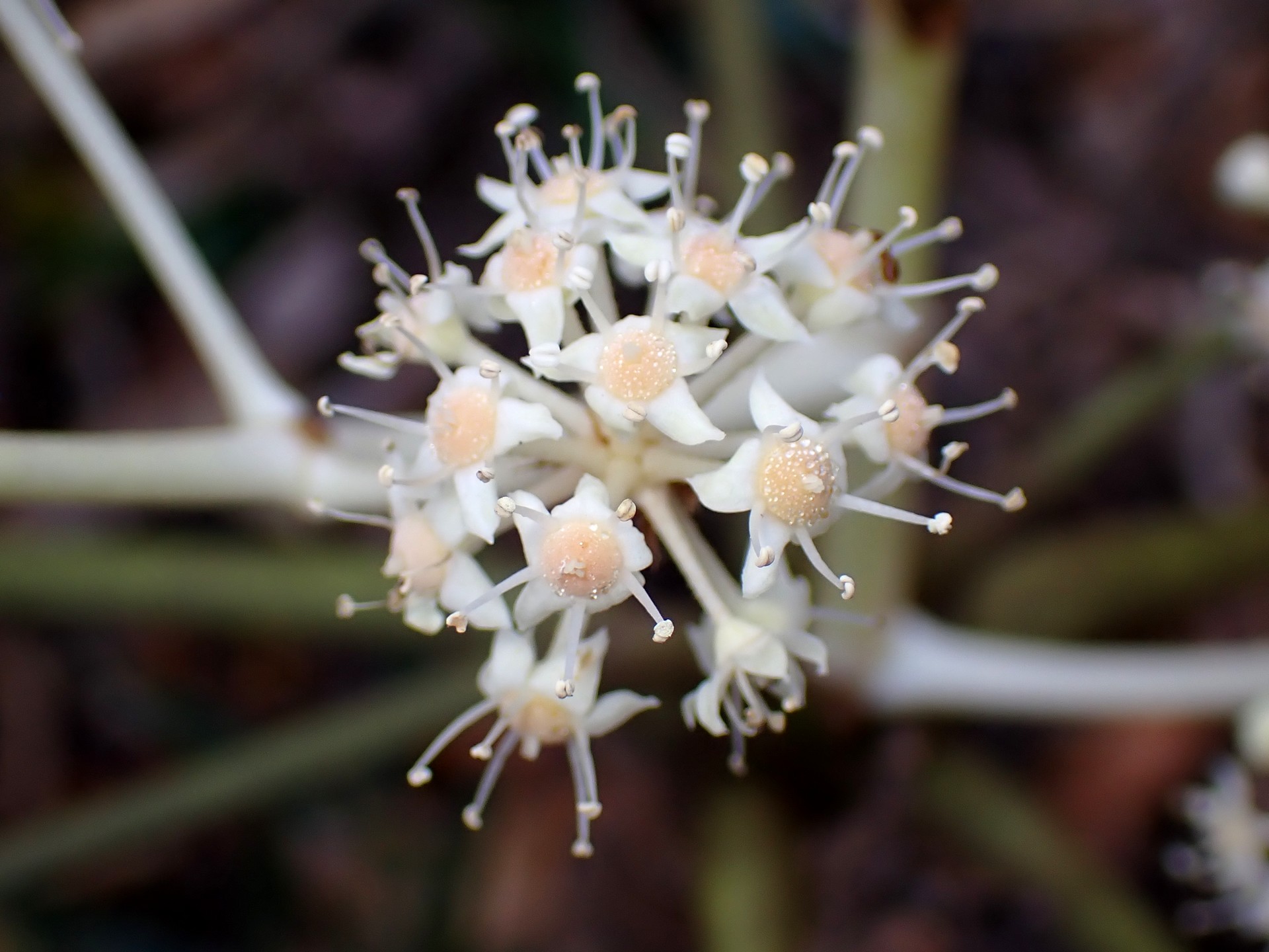 ヤツデ の高画質写真です。横浜市で、2024年12月09日に撮影したものです。