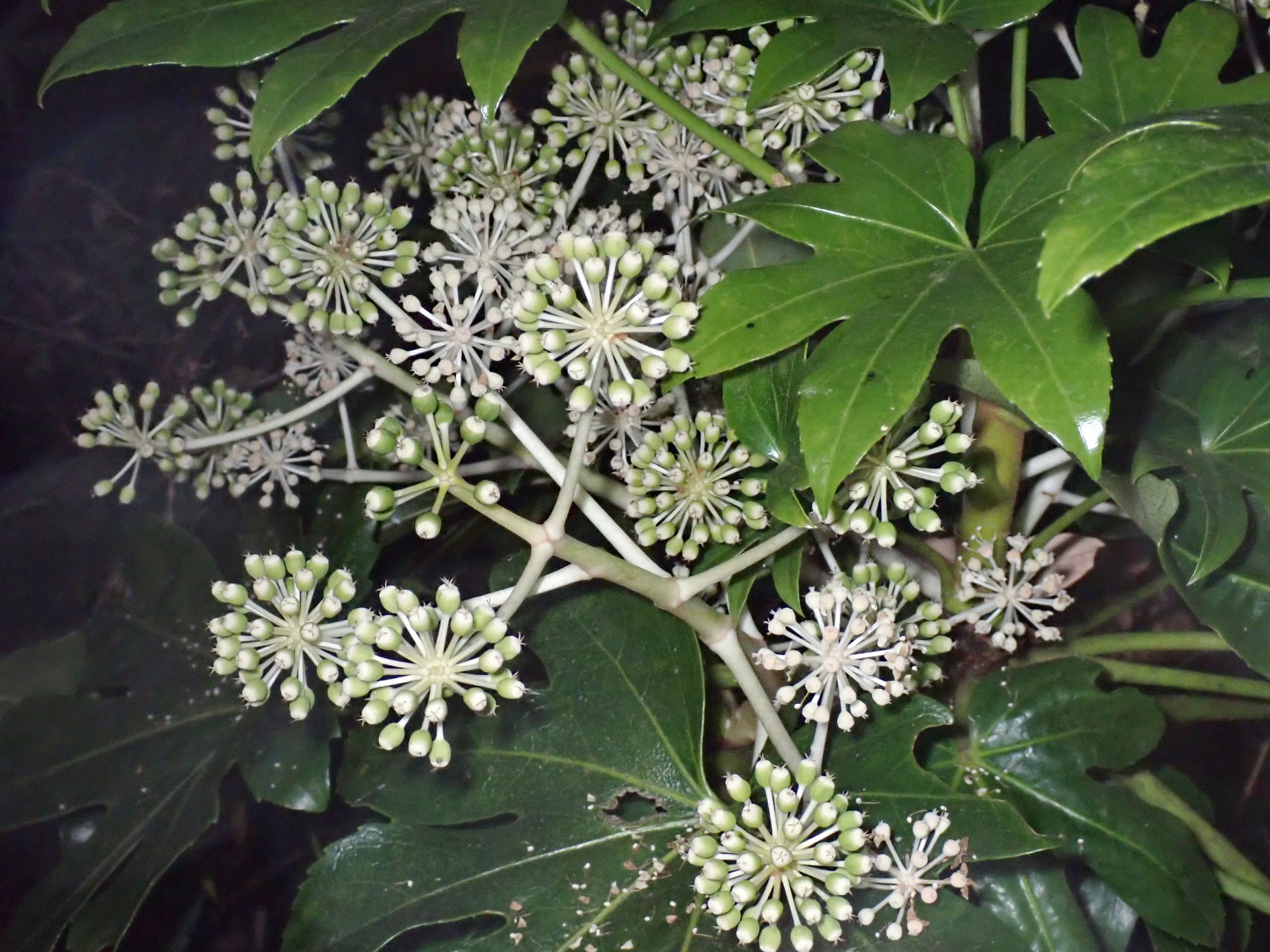 ヤツデ の高画質写真です。横浜市で、2024年12月21日に撮影したものです。