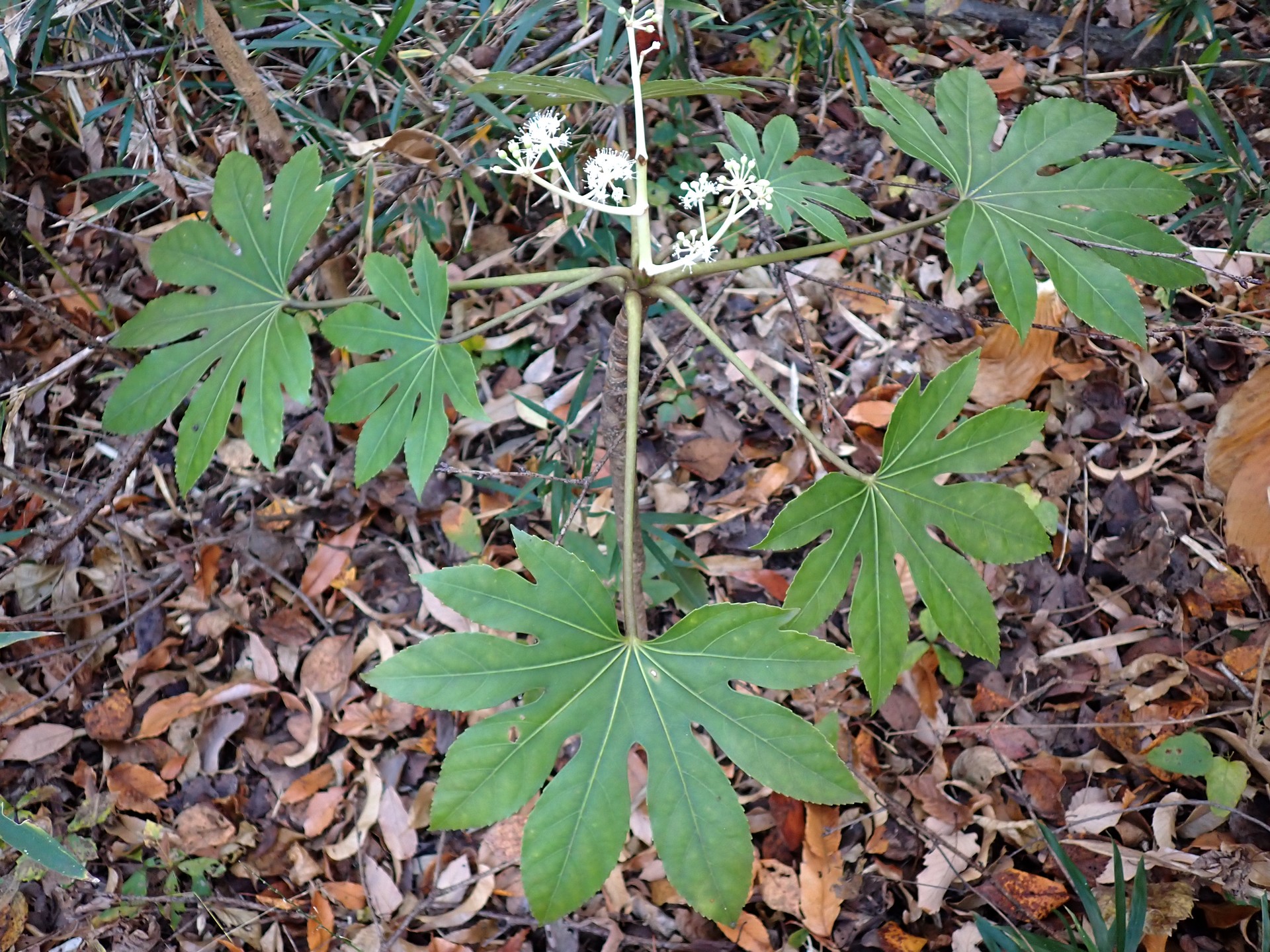 ヤツデ の高画質写真です。横浜市で、2024年12月09日に撮影したものです。