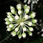 ヤツデ の高画質写真です。横浜市で、2024年12月21日に撮影したものです。