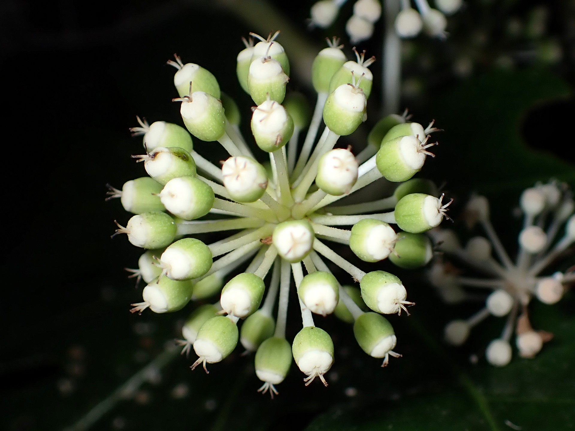 ヤツデ の高画質写真です。横浜市で、2024年12月21日に撮影したものです。