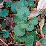 ユキノシタ の高画質写真です。横浜市で、2024年12月19日に撮影したものです。