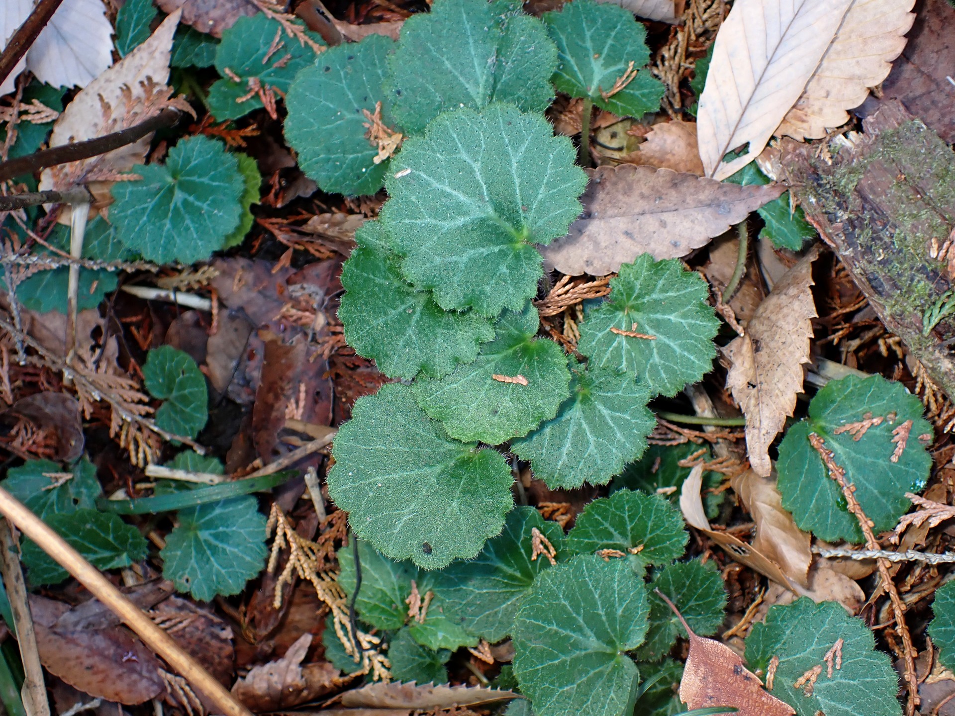 ユキノシタ の高画質写真です。横浜市で、2024年12月19日に撮影したものです。