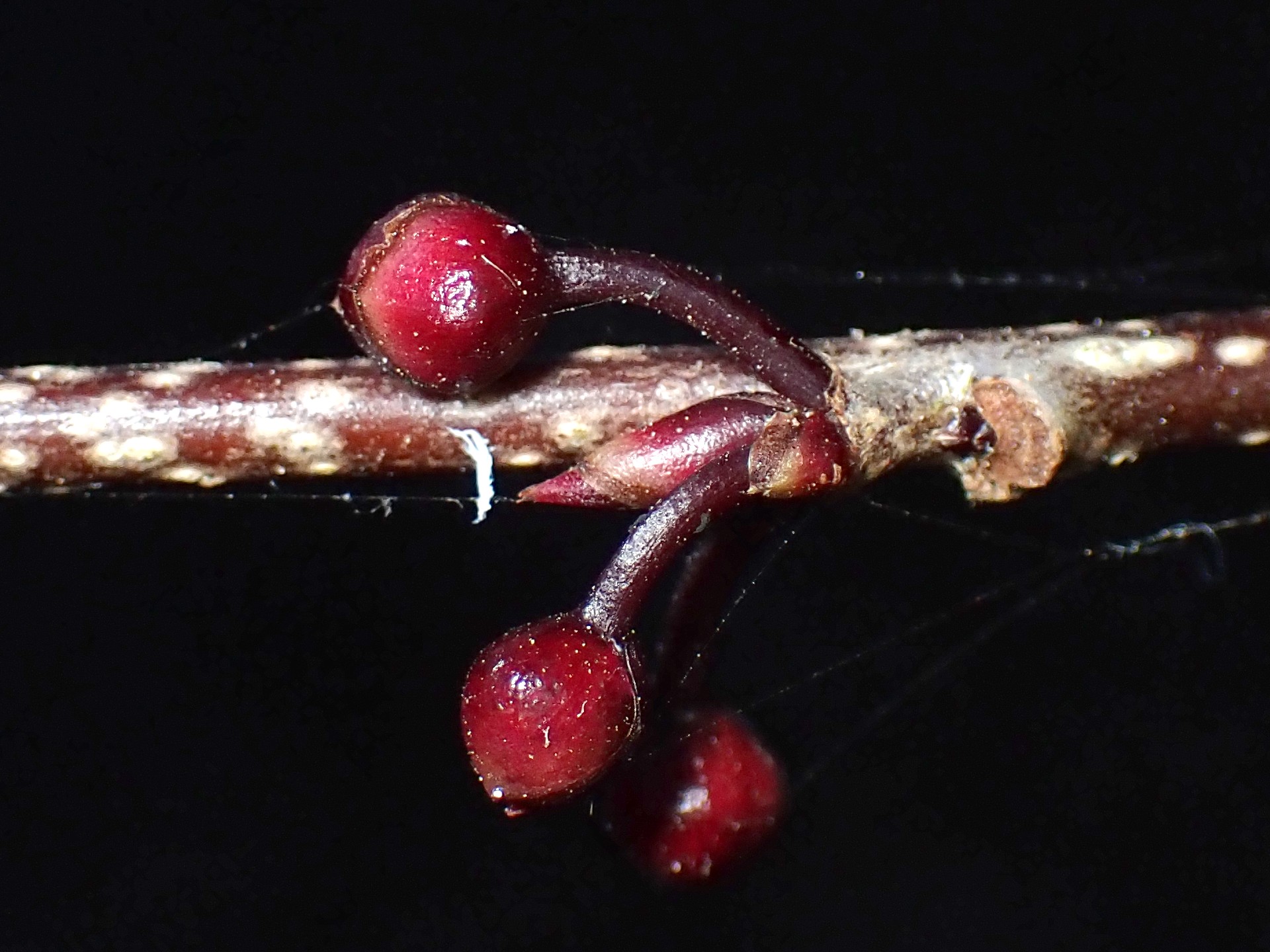 アブラチャン の高画質写真です。横浜市で、2025年1月5日に撮影したものです。