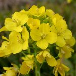 アブラナ（菜の花） の高画質写真です。横浜市で、2025年1月21日に撮影したものです。