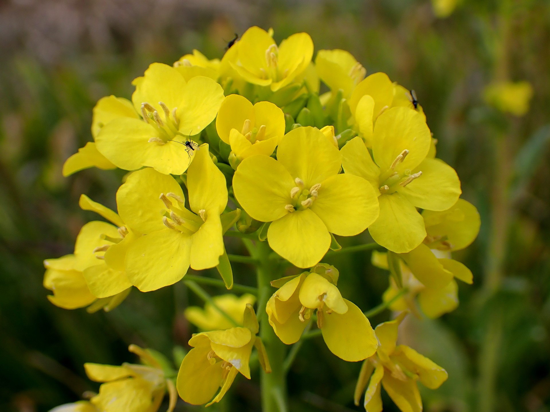 アブラナ（菜の花） の高画質写真です。横浜市で、2025年1月21日に撮影したものです。