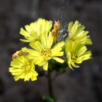 アカオニタビラコ の高画質写真です。横浜市で、2025年1月21日に撮影したものです。