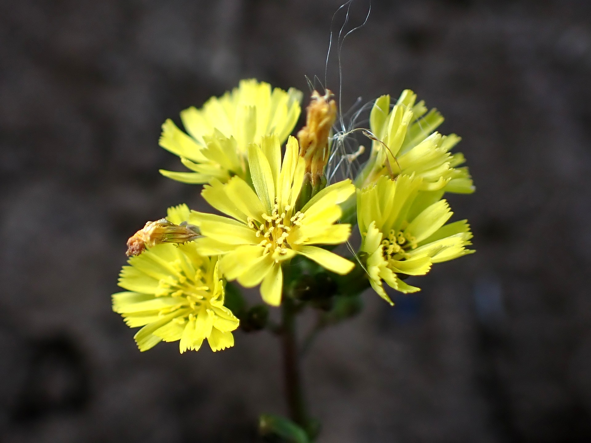 アカオニタビラコ の高画質写真です。横浜市で、2025年1月21日に撮影したものです。