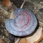 青いマンネンタケ の高画質写真です。横浜市で、2025年1月15日に撮影したものです。