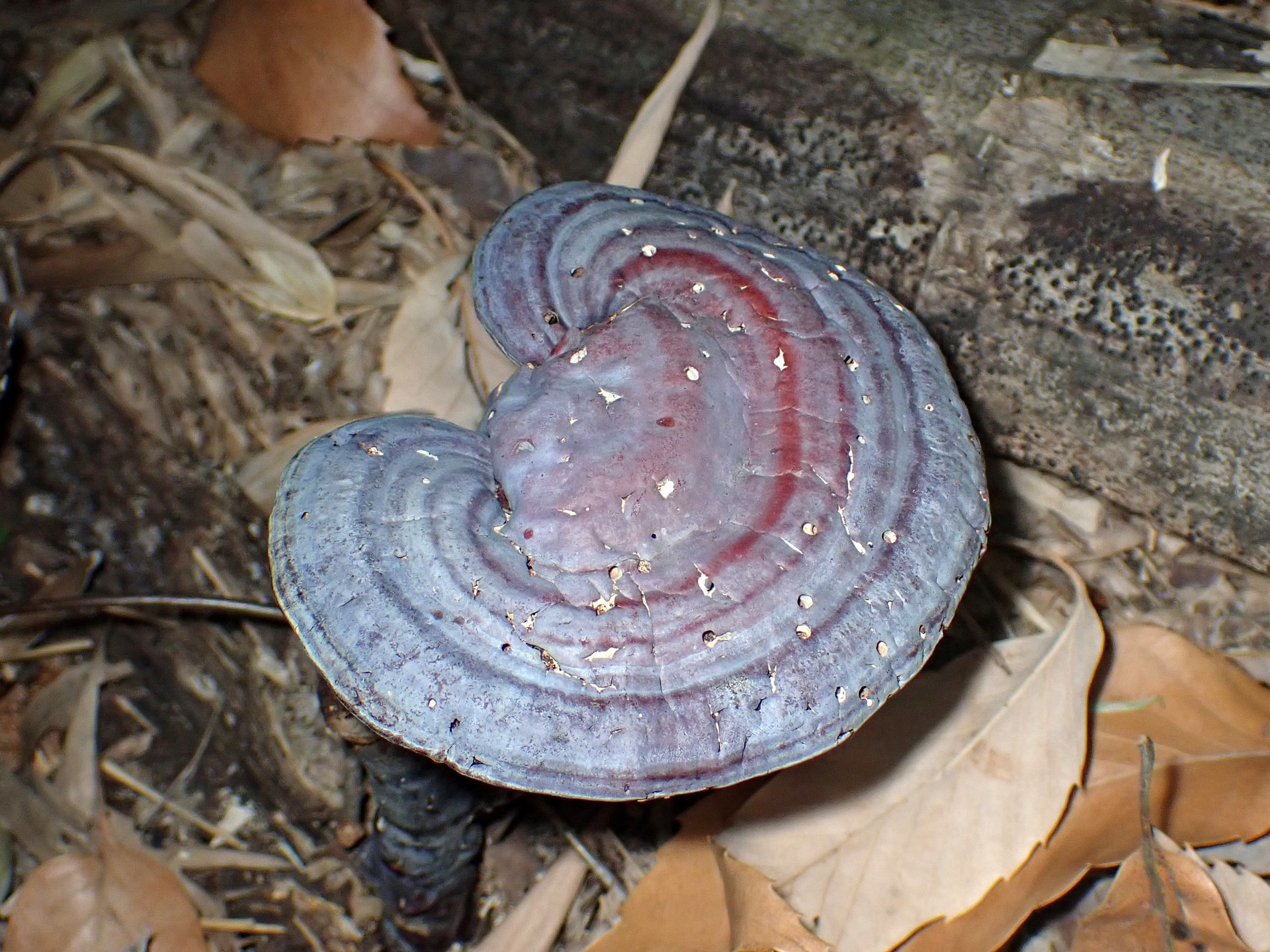 青いマンネンタケ の高画質写真です。横浜市で、2025年1月15日に撮影したものです。