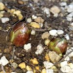 フクジュソウ の高画質写真です。横浜市で、2025年1月23日に撮影したものです。