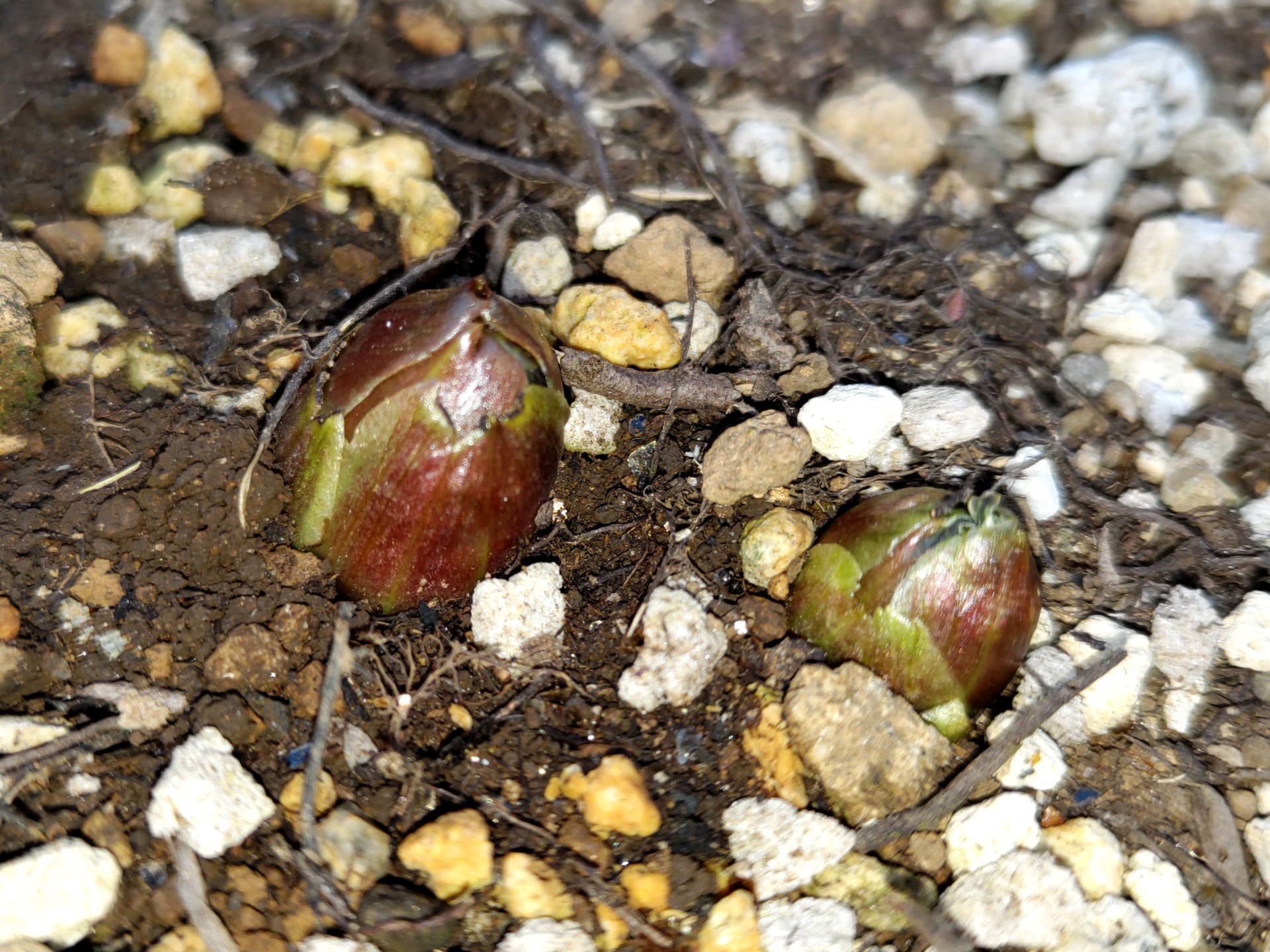 フクジュソウ の高画質写真です。横浜市で、2025年1月23日に撮影したものです。