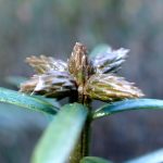 イヌガヤ の高画質写真です。横浜市で、2025年1月8日に撮影したものです。