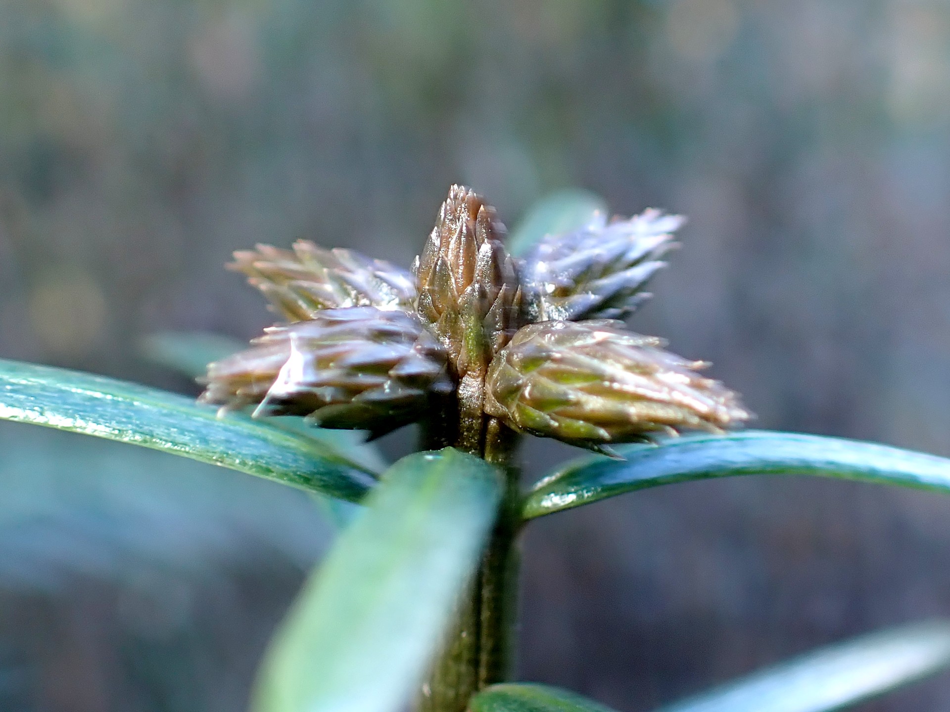イヌガヤ の高画質写真です。横浜市で、2025年1月8日に撮影したものです。